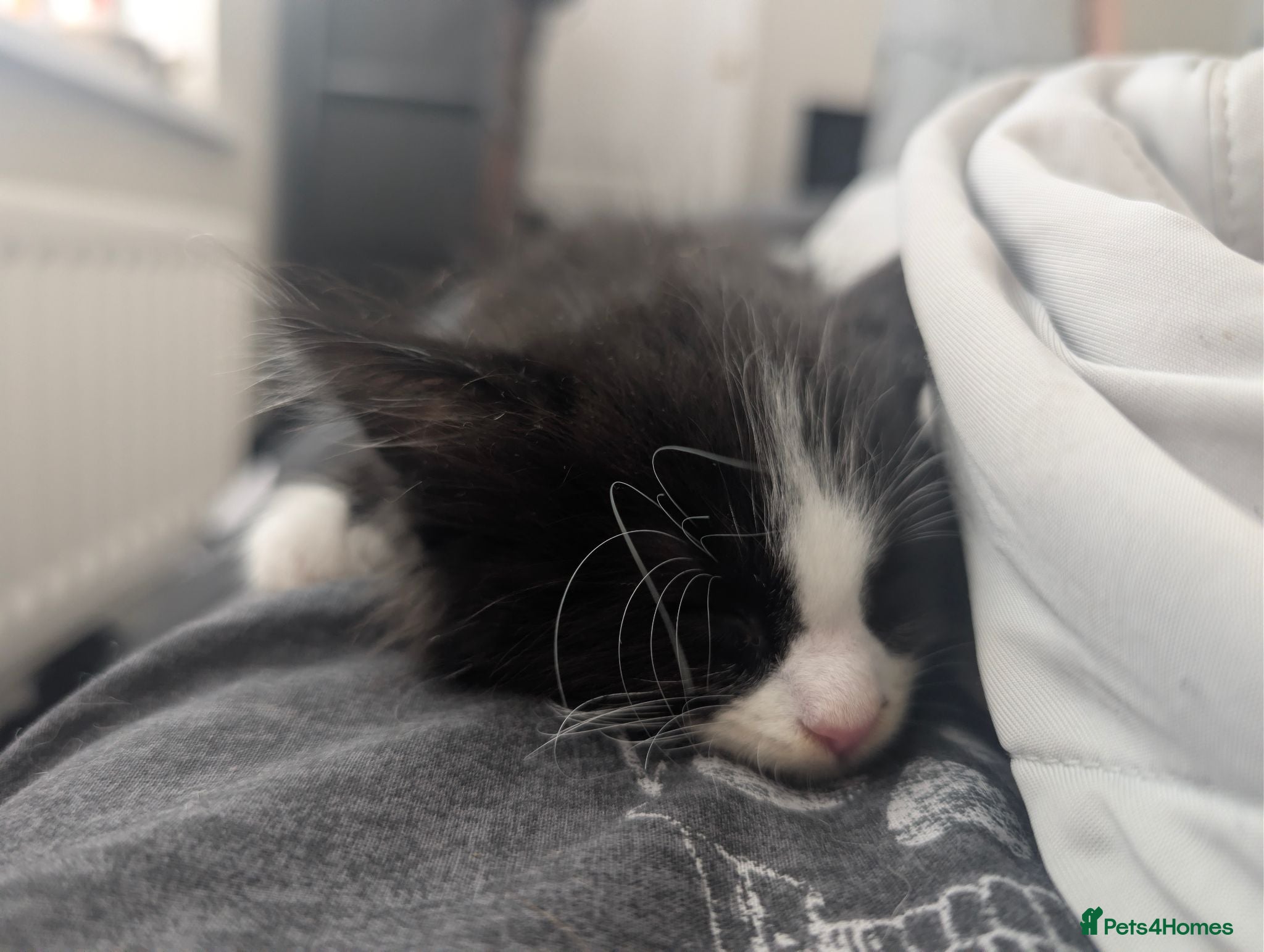 British Longhair cats Kitten available  - Advert 1