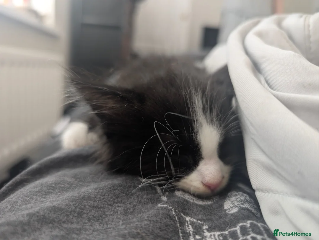British Longhair cats for sale: Kitten available  in Houghton le Spring - Advert 1