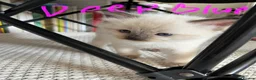 Ragdoll cats for sale: GCCF mom’s pure ragdoll kittens sale in London  - Advert 31
