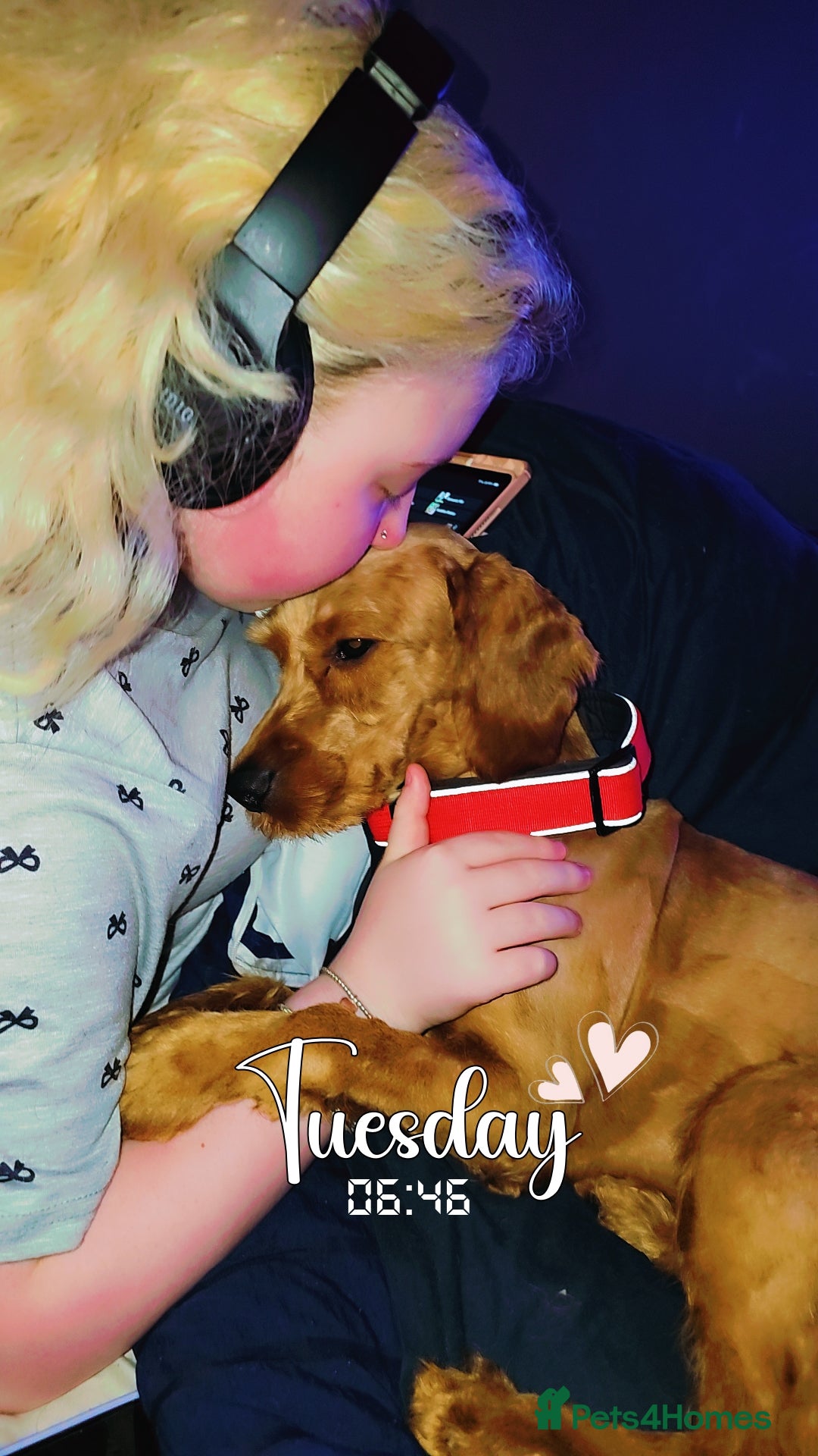 Cockapoo dogs F1 Fox Red Cockapoo - Advert 10