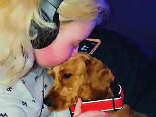 Cockapoo dogs F1 Fox Red Cockapoo - Advert 10