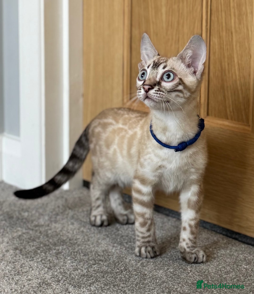 Bengal cats for sale: 💙Exceptional Lynx💙 Male Bengal TICA Reg - Image 7