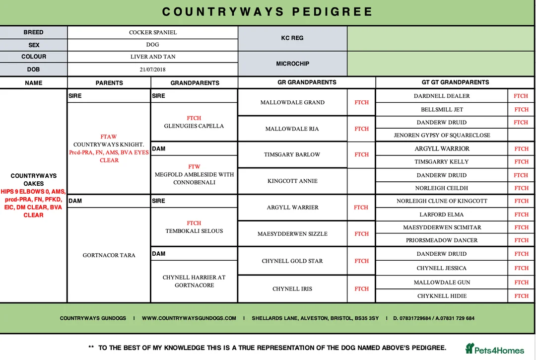 Cocker Spaniel dogs for stud: Sweet natured & handsome cocker stud dog in Bristol - Advert 10