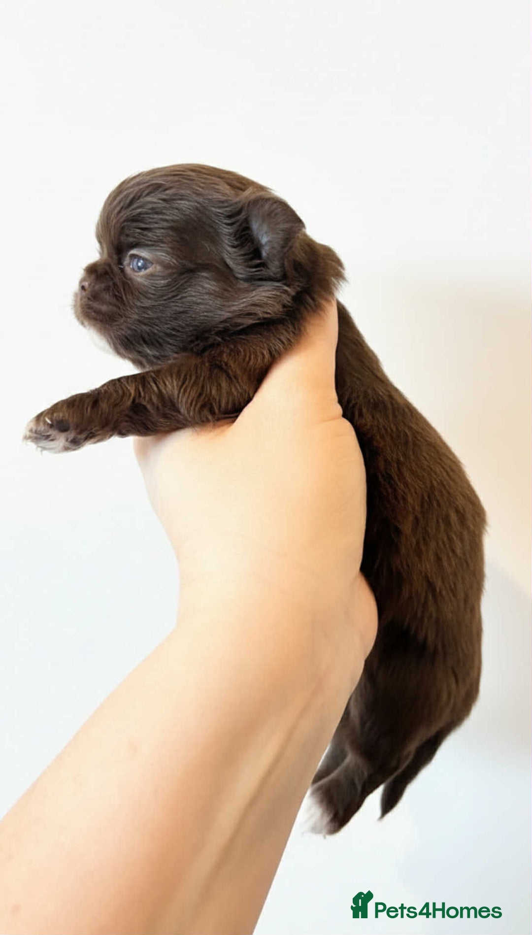 Chihuahua dogs for sale: Chihuahua  - Advert 6