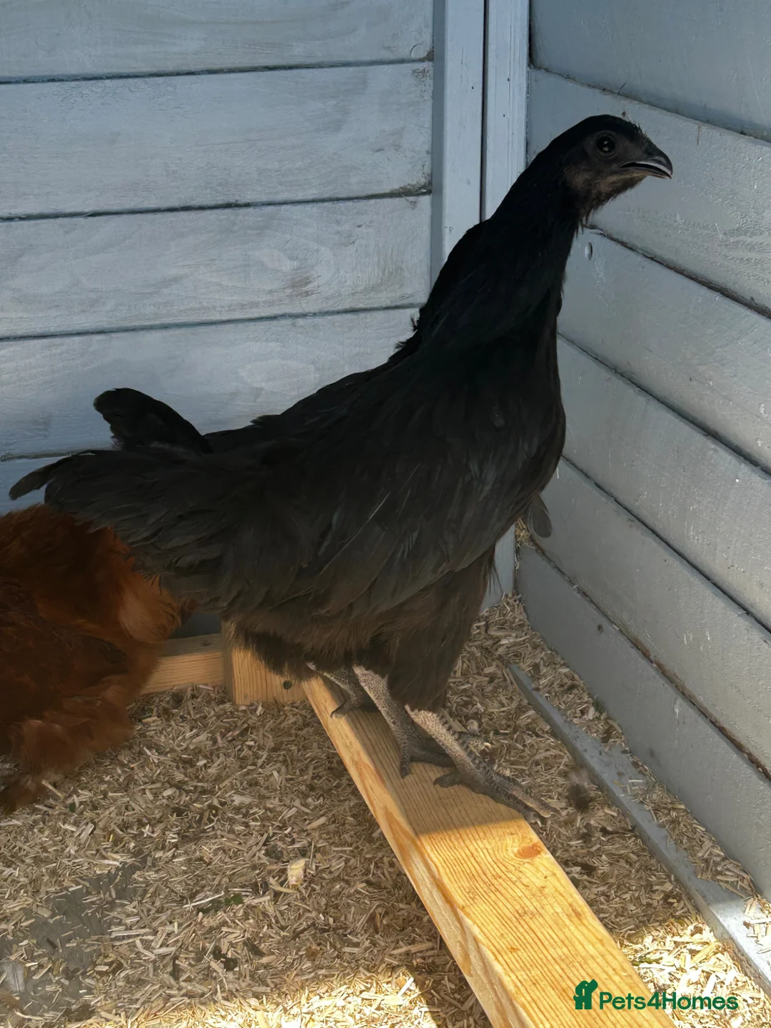 Chickens poultry for sale: 2 ayam cemani hens - Advert 2