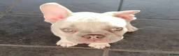 French Bulldog dogs for stud: French bulldog (stud) in Dumfries - Advert 5