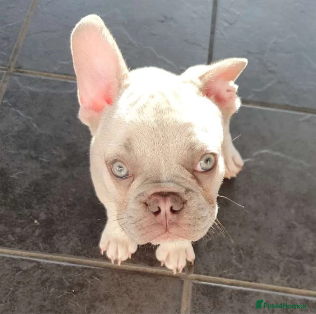 French Bulldog dogs for stud: French bulldog (stud) in Dumfries - Advert 5