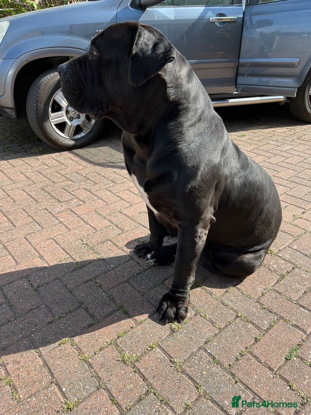 Boerboel dogs for stud: Pure Boerboel up for stud - Image 6