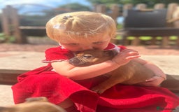 Staffordshire Bull Terrier dogs for sale: ONE MALE AVAILABLE 5* outstanding reds ✨✨✨ - Image 2
