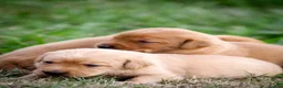 Labrador Retriever dogs for sale: Elite Litter: KC Registered Fox Red Labrador Pups - Advert 24