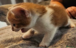 British Shorthair cats for sale: 4 beautiful little boys  - Image 11