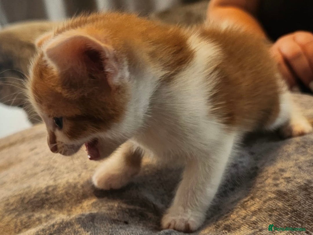 British Shorthair cats for sale: 4 beautiful little boys  - Image 11