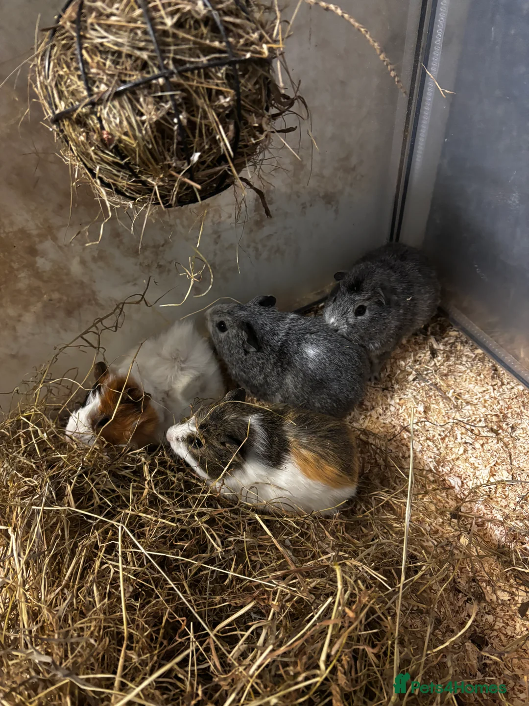 Guinea Pig rodents for sale: Beautiful baby female guinea pigs  - Advert 3