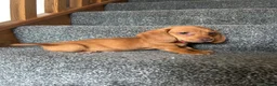 Miniature Dachshund dogs for sale: Beautiful Dachshund Puppies - Advert 2