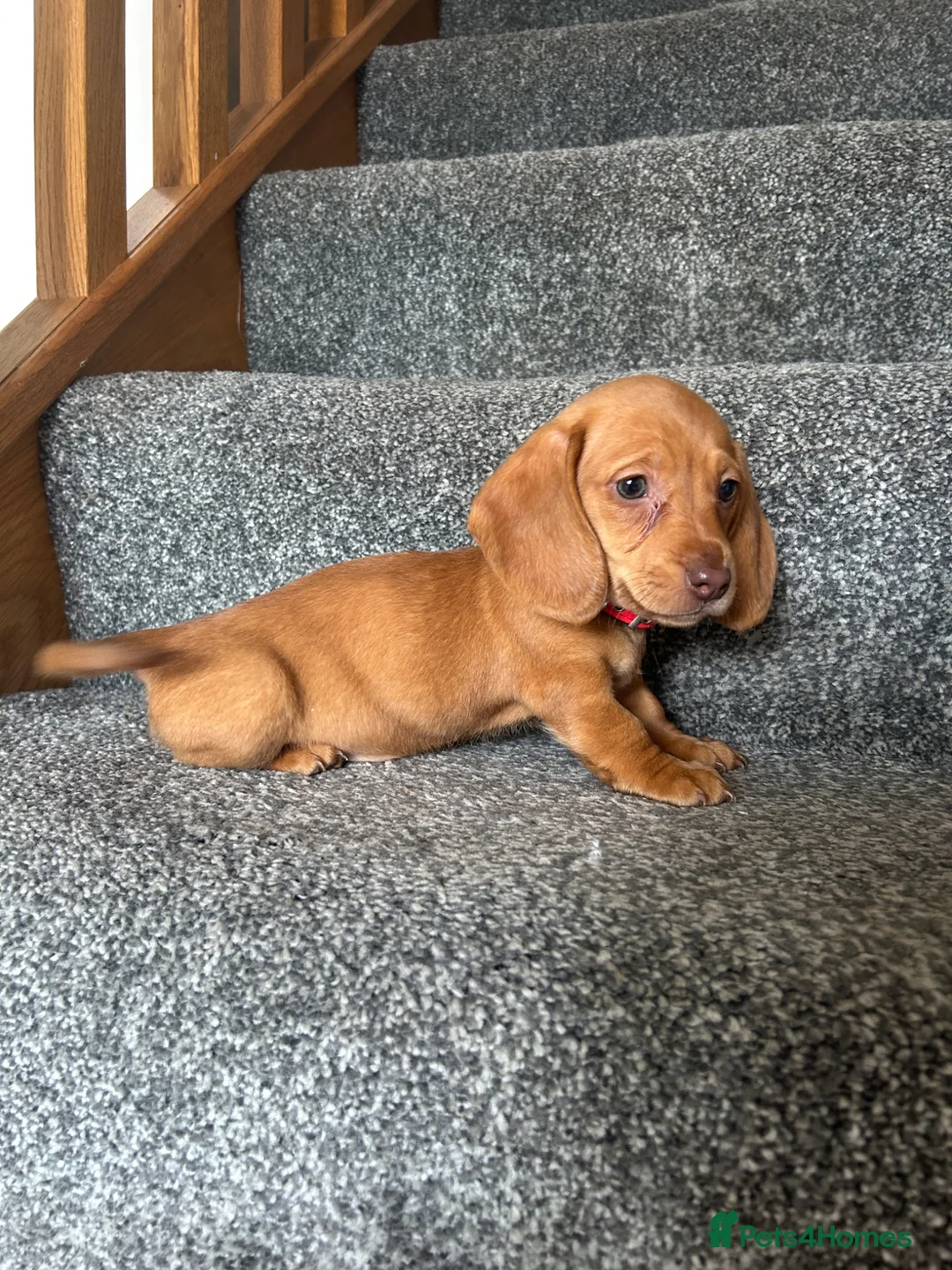 Miniature Dachshund dogs for sale: Beautiful Dachshund Puppies - Advert 2