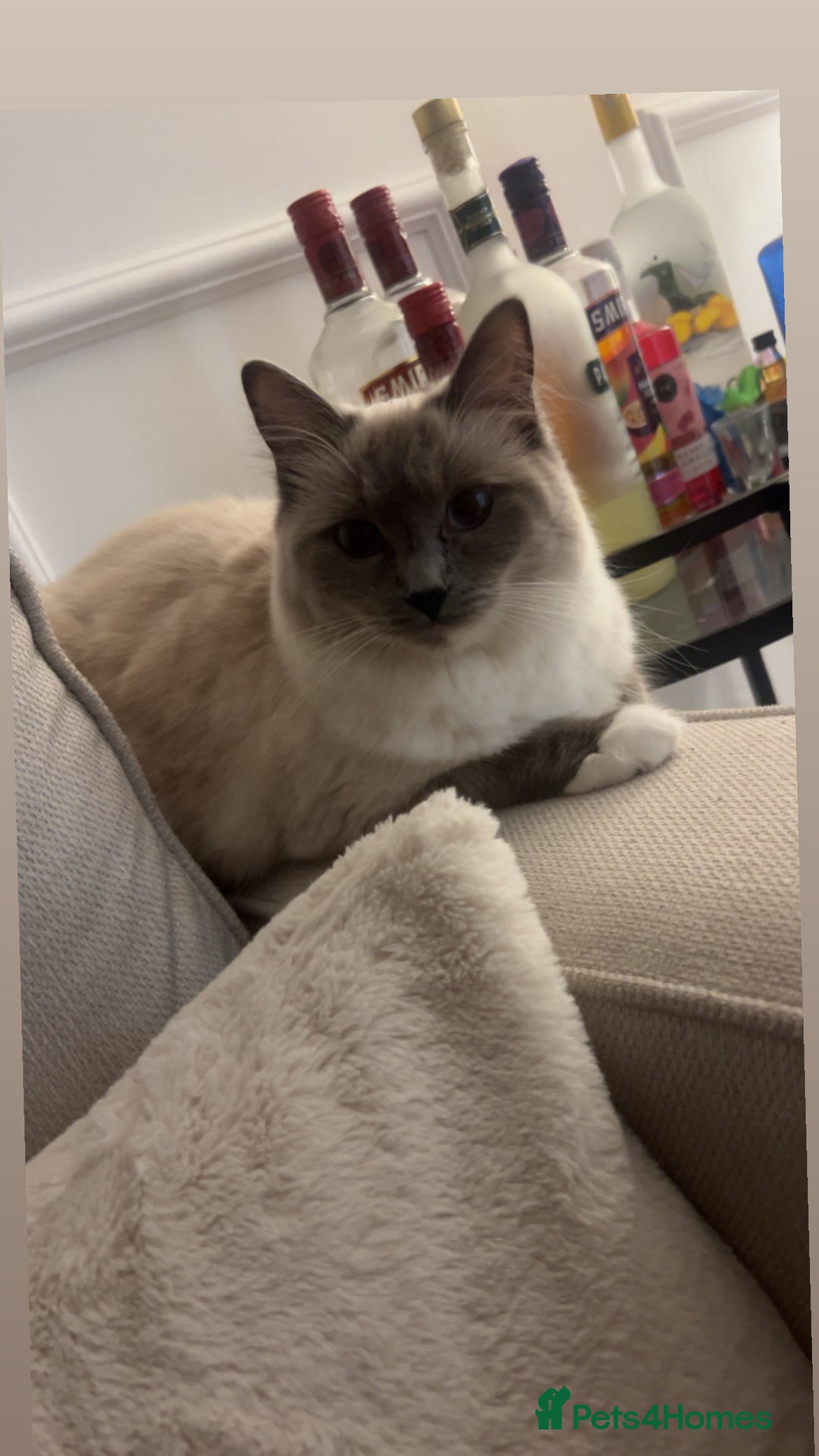Ragdoll cats for sale: Duchess the ragdoll  - Advert 4