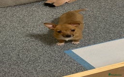 Mixed Breed dogs for sale: Tiny girl available jack Russel cross chihuahua  - Image 3