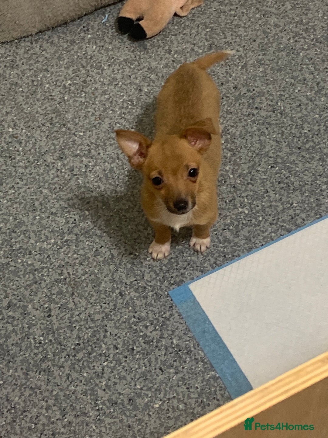 Mixed Breed dogs for sale: Tiny girl available jack Russel cross chihuahua  - Image 3