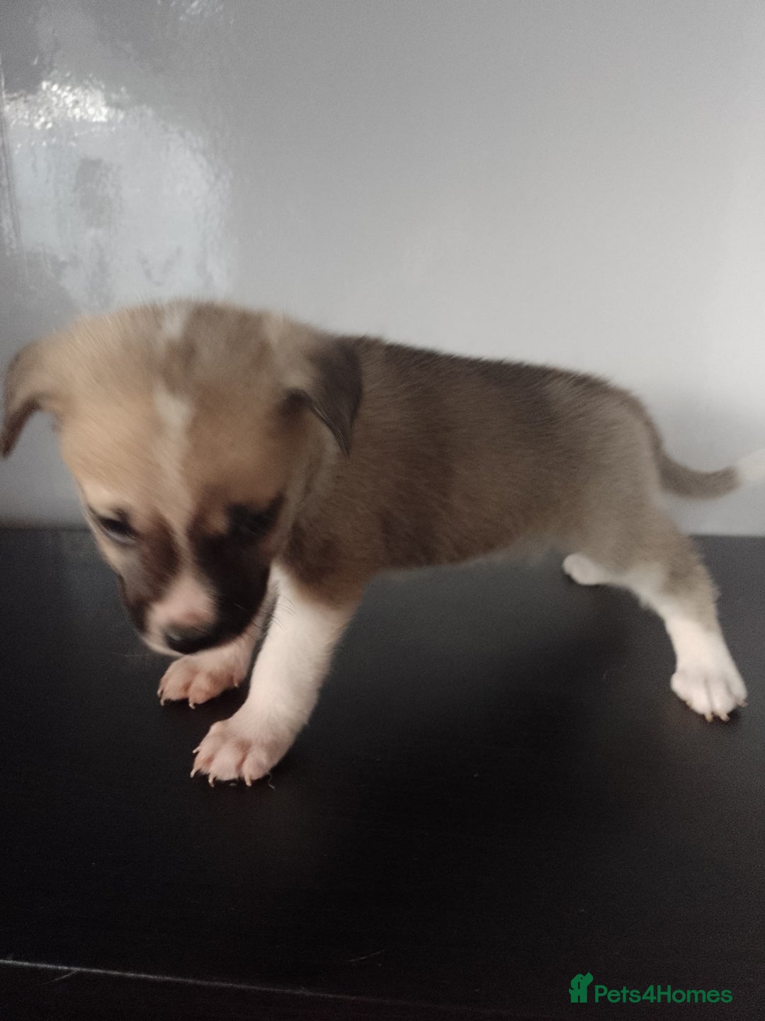 Mixed Breed dogs for sale: Staffy x Akita Puppies - Advert 9