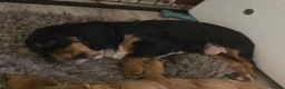 Cocker Spaniel dogs for sale: Working Cocker Spaniel Puppies, Black and Tan, Red - Advert 6