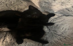 Mixed Breed cats for sale: Black and white kittens looking for loving home  - Image 12