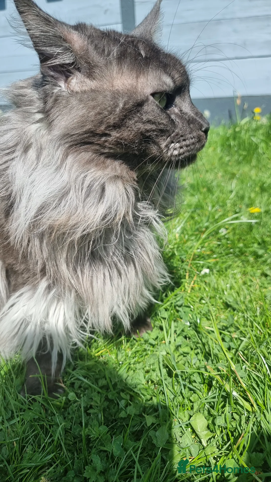 Maine Coon cats for stud: Black smoky maine coon boy for stud in Milton Keynes - Advert 3