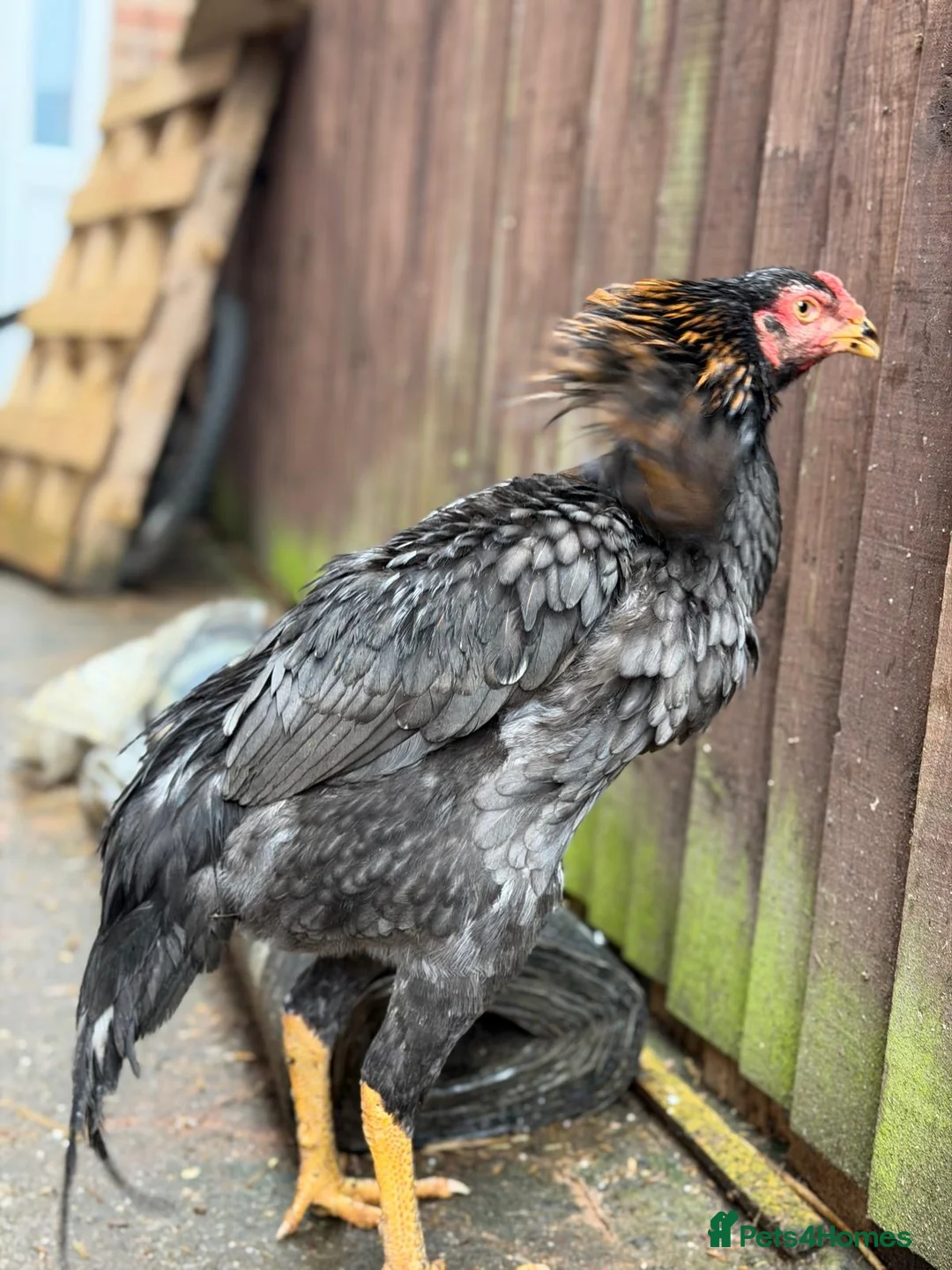 Hens poultry for sale: O shamo, shamo, Pakistani aseel and miwali   - Advert 8