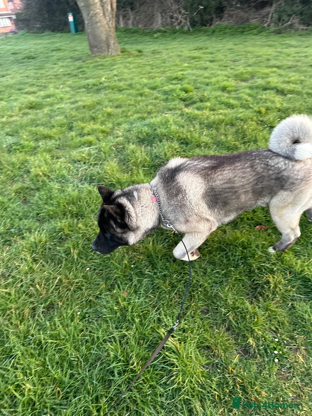 Akita dogs for sale: 4 year old Akita  - Image 9
