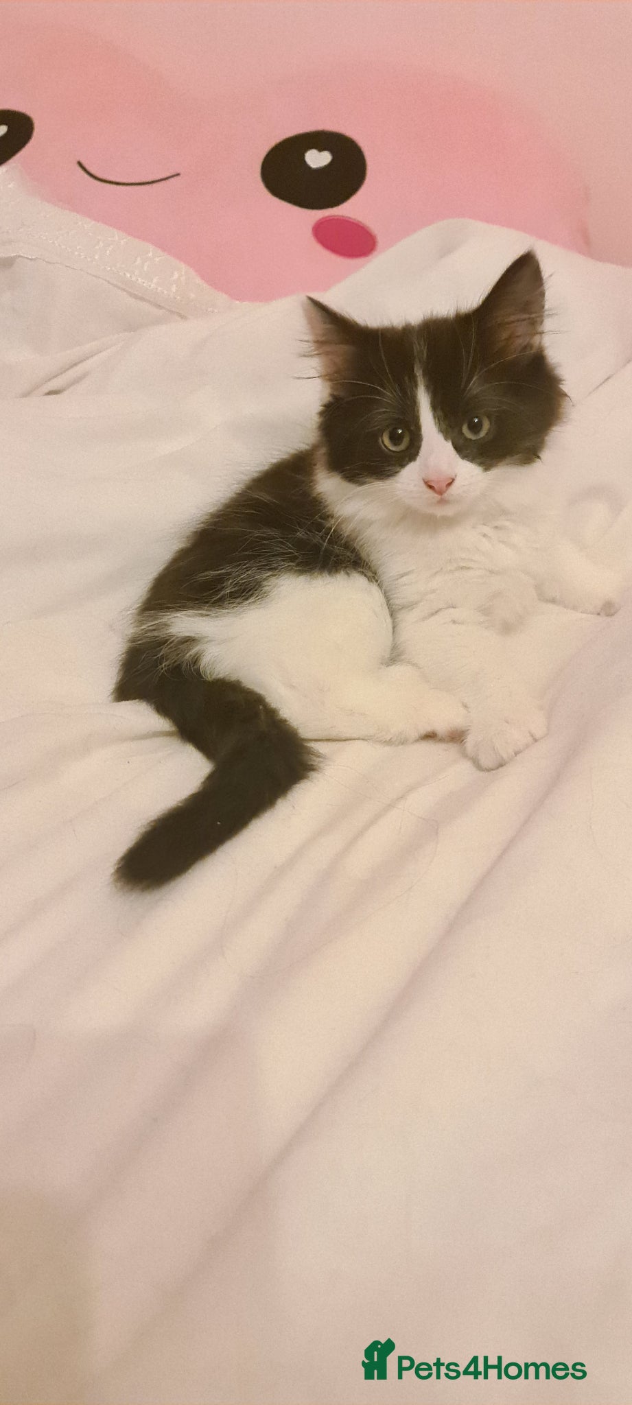 Mixed Breed cats Beautiful fluffy girl - Advert 22