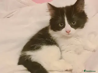 Mixed Breed cats Beautiful fluffy girl - Advert 22