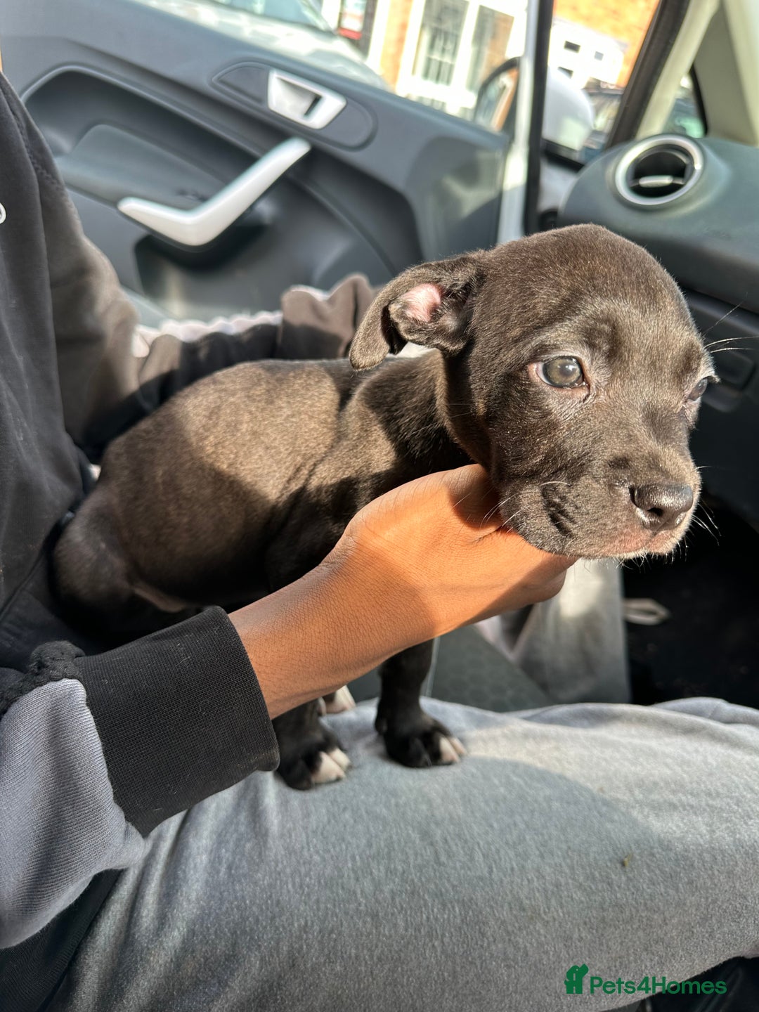 Mixed Breed dogs for sale: Staff x cane corso puppies - Image 7