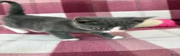 Mixed Breed cats for sale: Beautiful kittens  - Advert 3