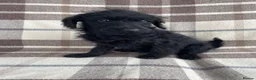 Labradoodle dogs for sale: Miniature labradoodle puppies - Advert 9
