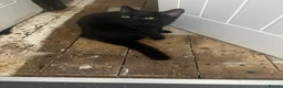 Domestic Shorthair cats for sale: £10 pickachu John Boy, looking for his new family - Advert 2