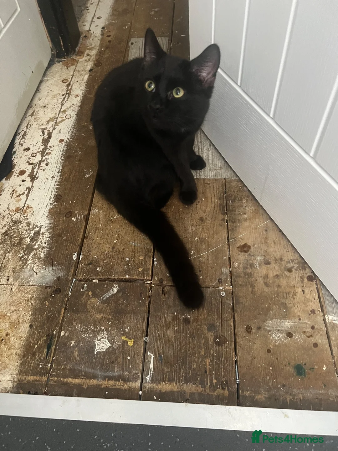 Domestic Shorthair cats for sale: £10 pickachu John Boy, looking for his new family - Advert 2
