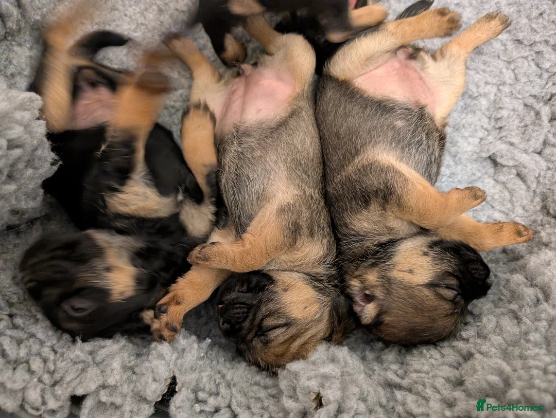 Border Terrier dogs for sale: Beautiful Border Terrier Puppies - Advert 24