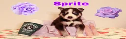 Siberian Husky dogs for sale: Pedigree husky puppies  in Clacton-on-Sea - Advert 5