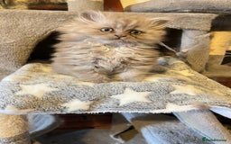 Persian cats for sale: Persian kitten ready to go - Image 4