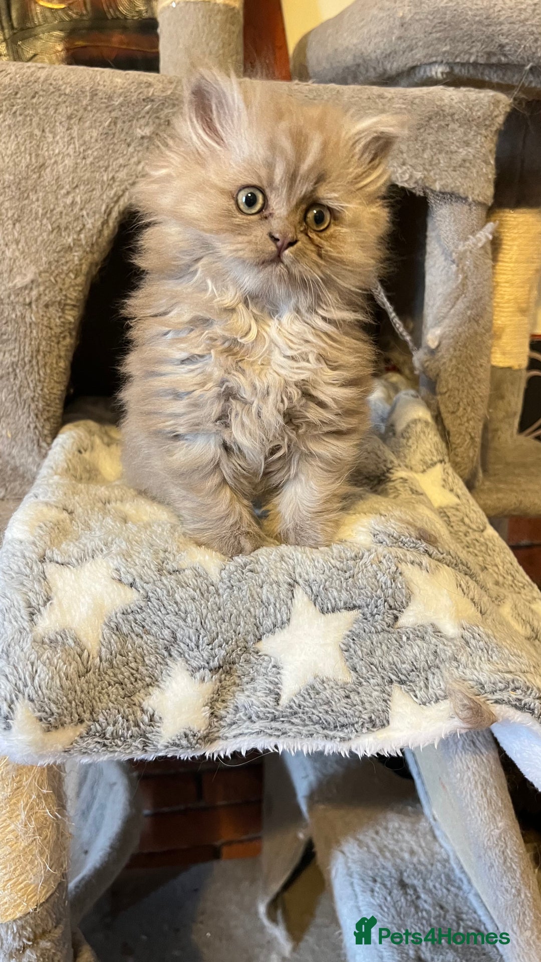 Persian cats for sale: Persian kitten ready to go - Image 4