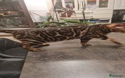 Bengal cats for sale: Gorgeous Pure Bengal Kittens Ready To Go! ❤️ - Image 38