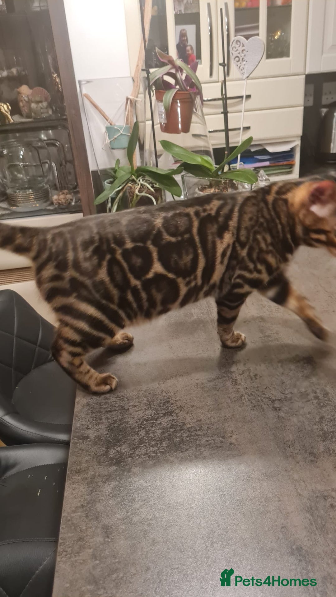 Bengal cats for sale: Gorgeous Pure Bengal Kittens Ready To Go! ❤️ - Image 38