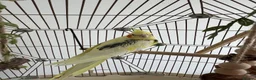 Cockatiels birds for sale: Beautiful Hand-Tame Cockatiel With Cage and Stand - Advert 5