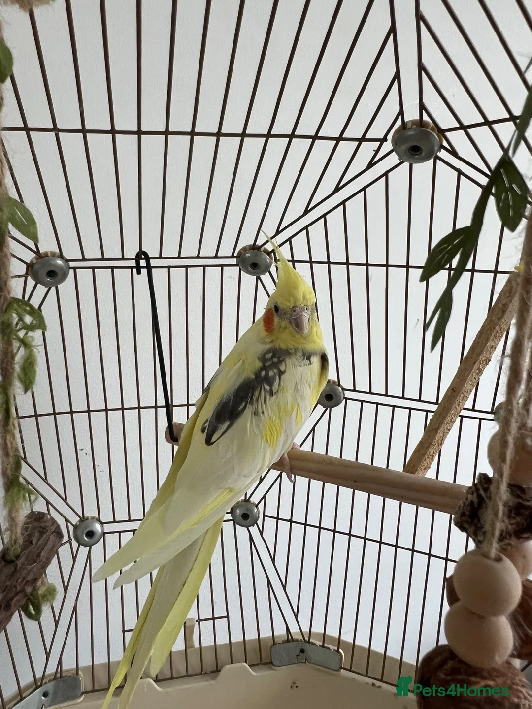 Cockatiels birds for sale: Beautiful Hand-Tame Cockatiel With Cage and Stand - Advert 5