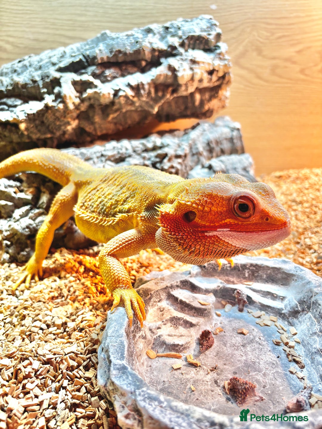 Bearded Dragon reptiles for sale: Male Orange Bearded Dragon + Full Setup  - Advert 3