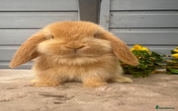 Mini Lop rabbits for sale: Stunning mini lop babies - Image 4