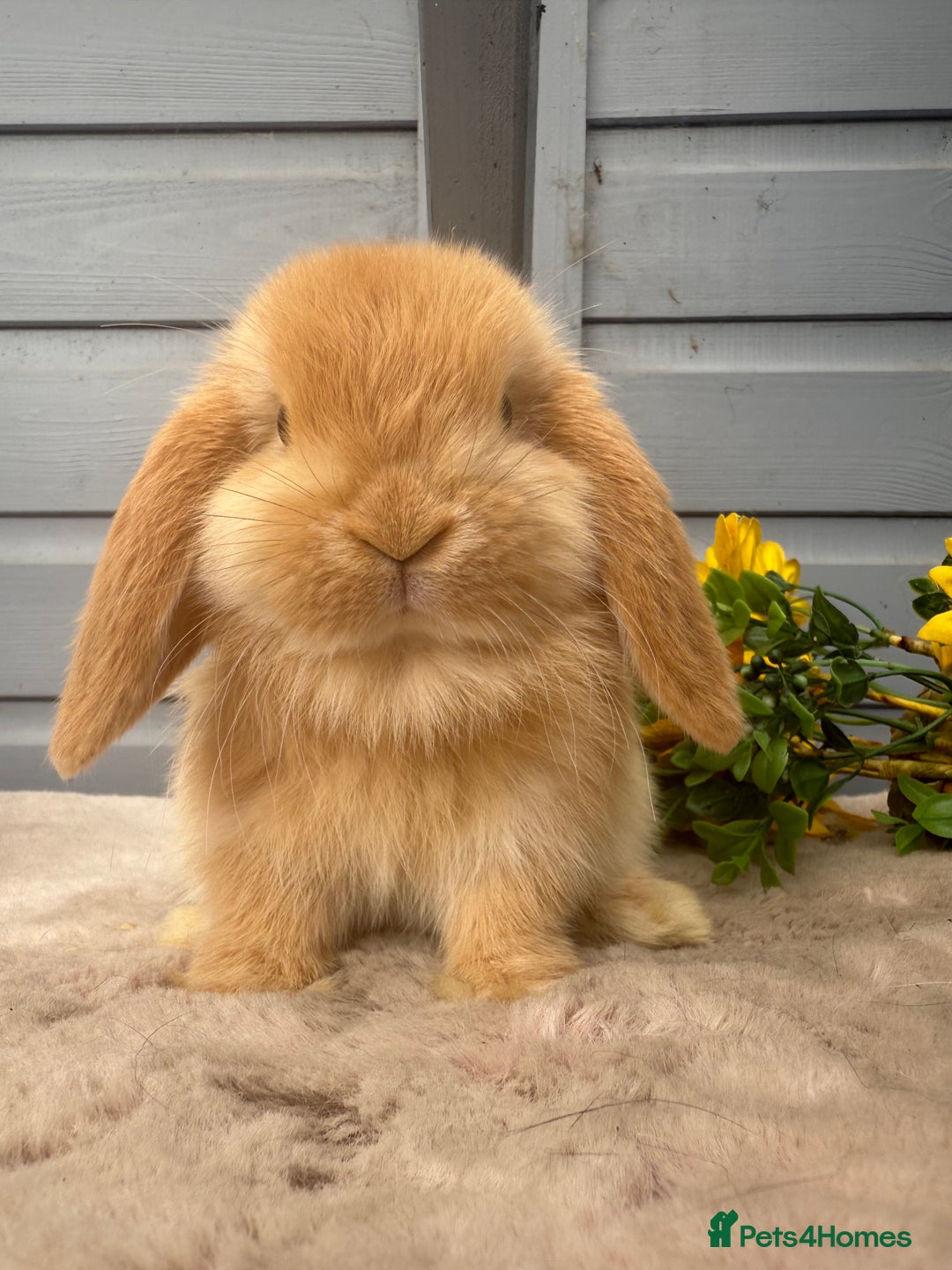 Mini Lop rabbits for sale: Stunning mini lop babies - Image 4