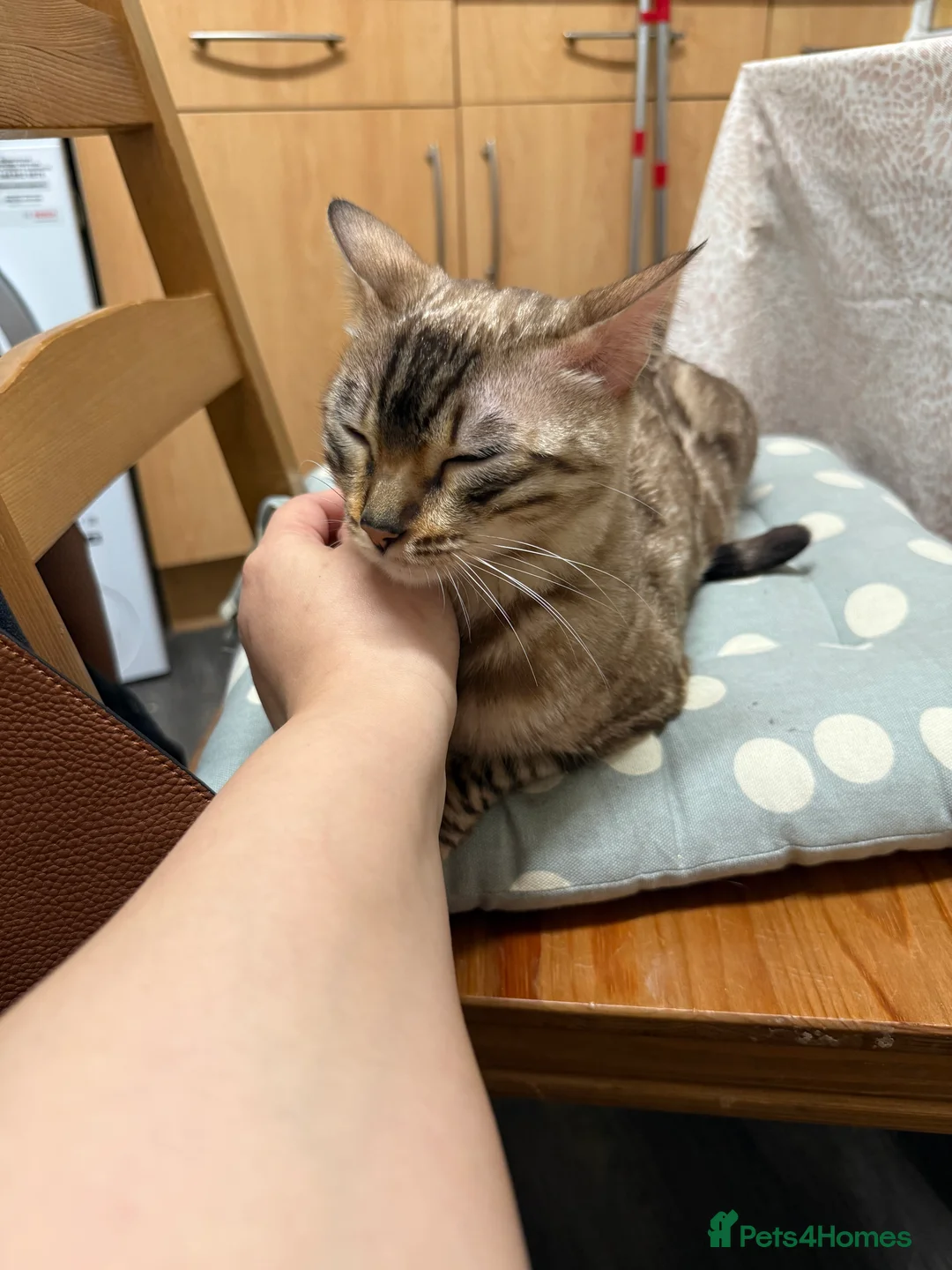 Bengal cats for sale: Beautiful Bengal Girl  - Advert 2