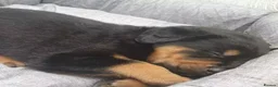 Rottweiler dogs for sale: Rottweiler - Advert 4