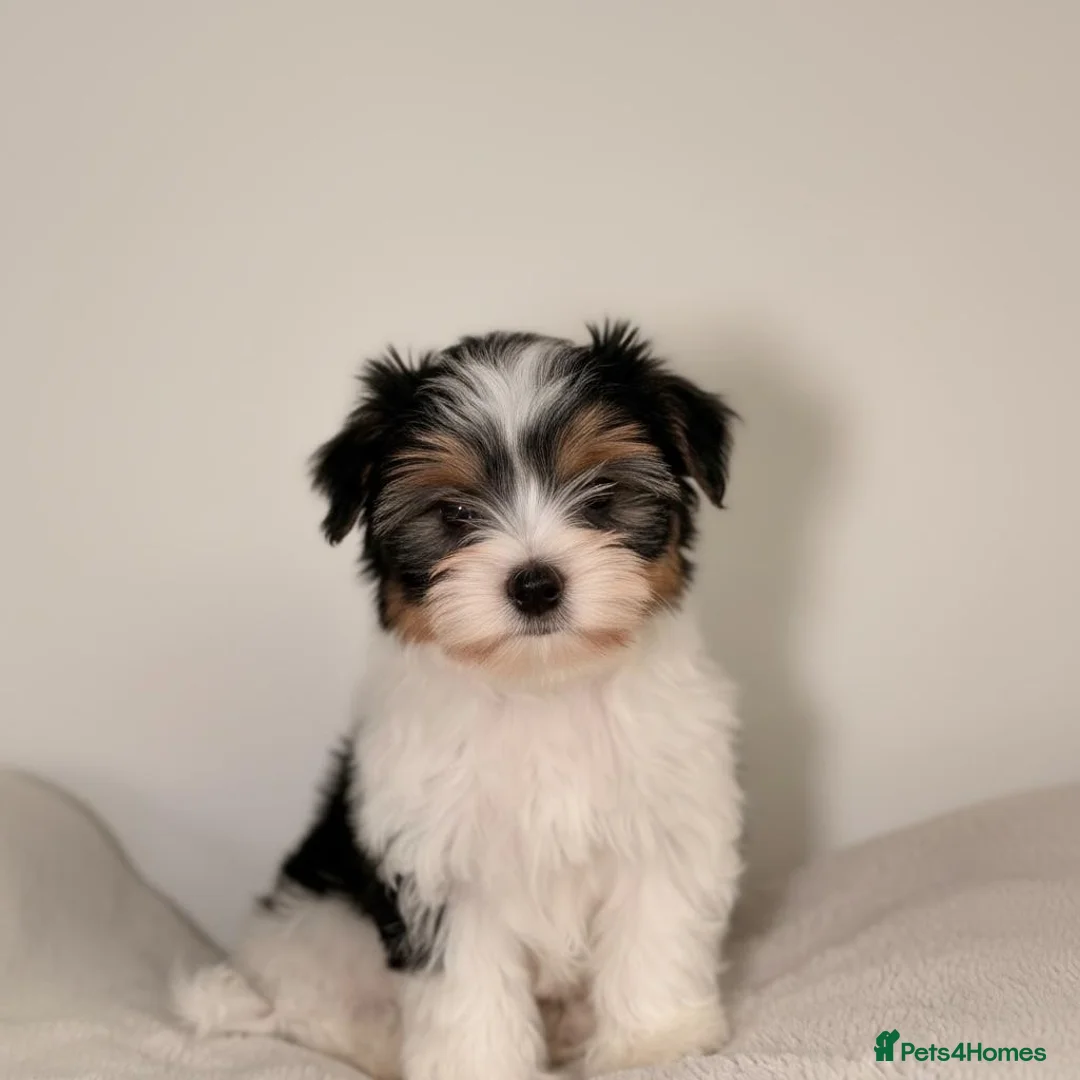 Biewer Terrier dogs for sale: Tiny Biewer Yorkshire Terrier Boy – DNA Tested - Advert 4