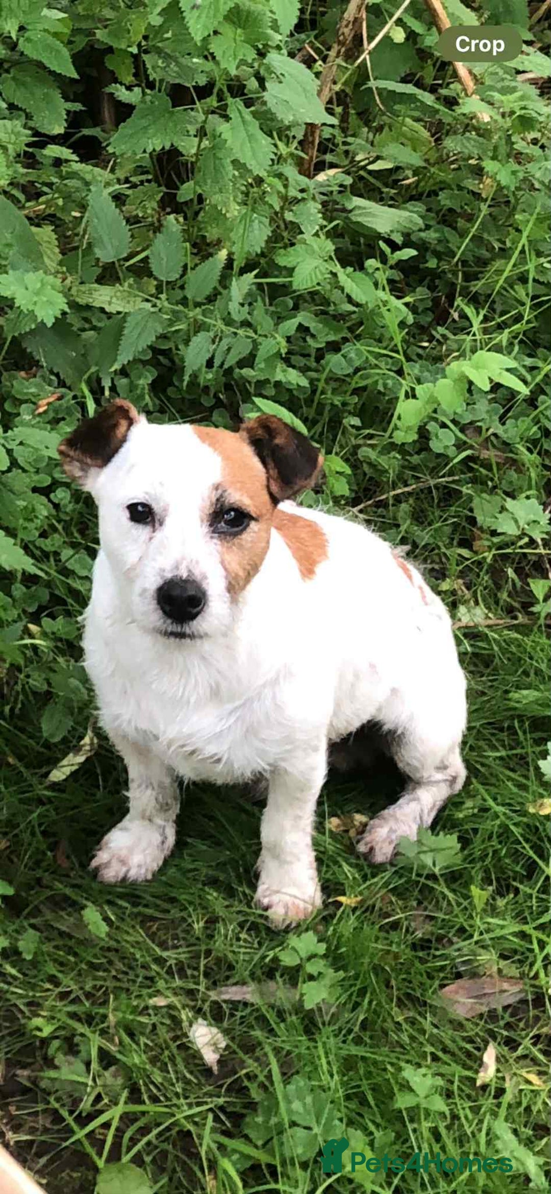 Jack Russell dogs for sale: 2 Jack Russell Girls Left  - Image 6
